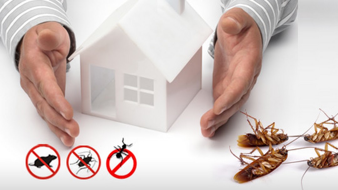 How Pest Control Services Protect Homes And Businesses?