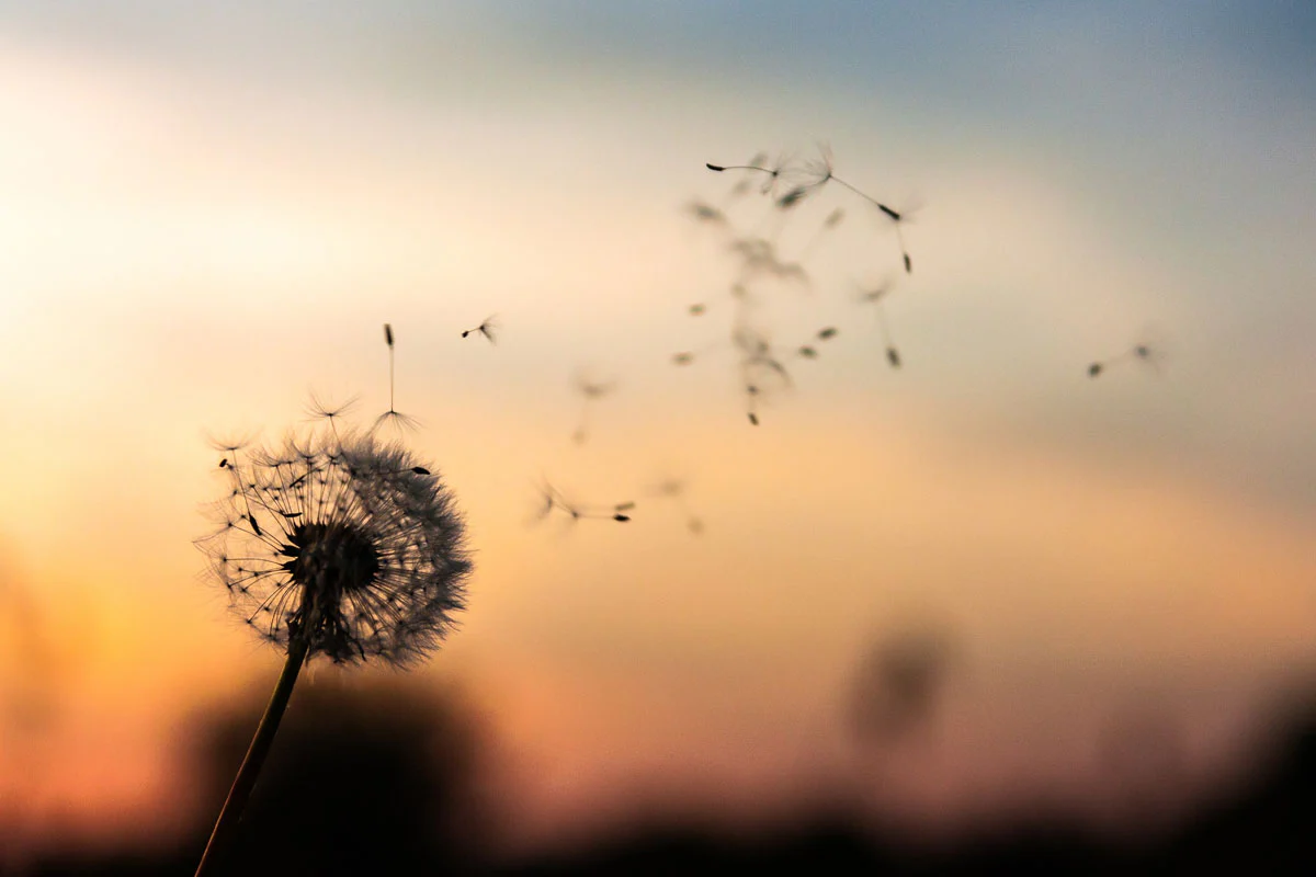 The Unexpected Benefits of Slowing Down in a Fast Moving World